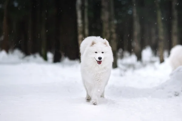 Krásný bílý pes samojed — Stock fotografie