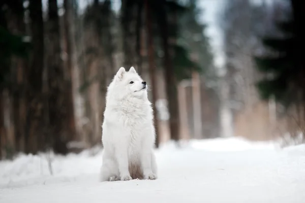 Magnifique chien Samoyed blanc — Photo