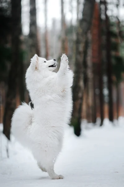 Piękny biały pies Samoyed — Zdjęcie stockowe