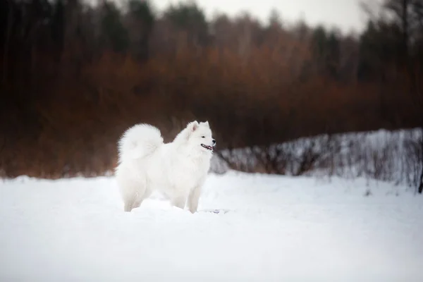 Güzel beyaz Samoyed köpek — Stok fotoğraf