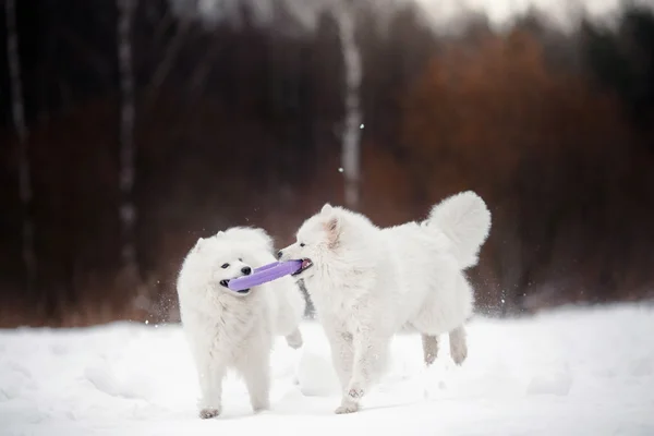 Beautiful white Samoyed dog — Stock Photo, Image