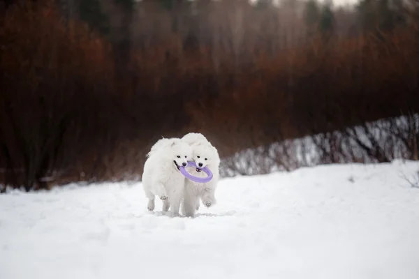 Piękny biały pies Samoyed — Zdjęcie stockowe