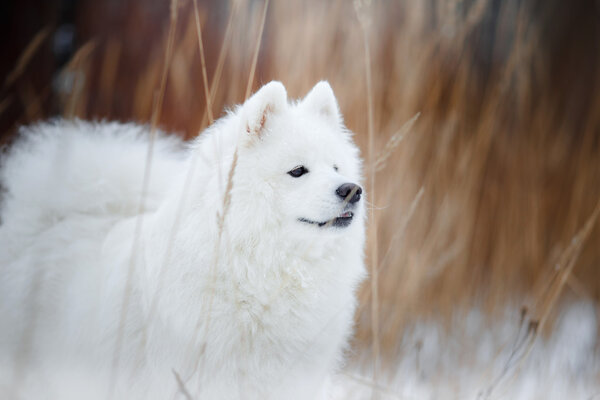Samoyed white fluffy dog running in cold winter landscape