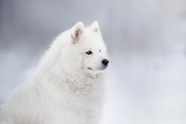 美丽的白色萨摩耶德犬 — 图库照片