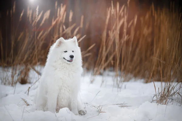 Vacker vit samojed hund — Stockfoto