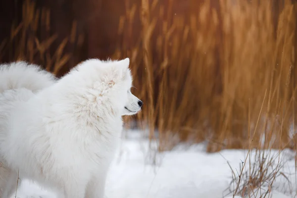 Hermoso perro Samoyedo blanco — Foto de Stock