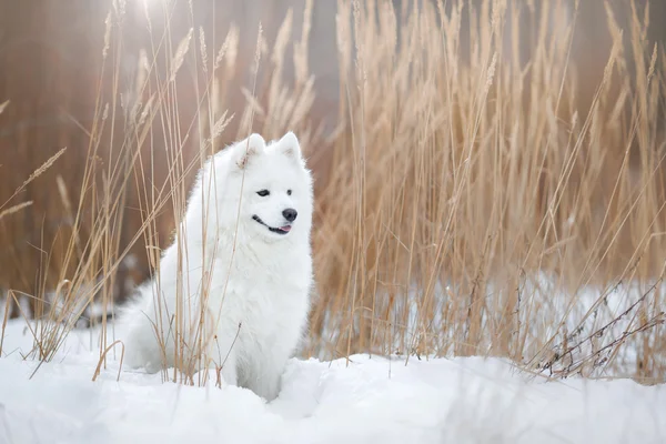 Πανέμορφο λευκό σκυλί Samoyed — Φωτογραφία Αρχείου