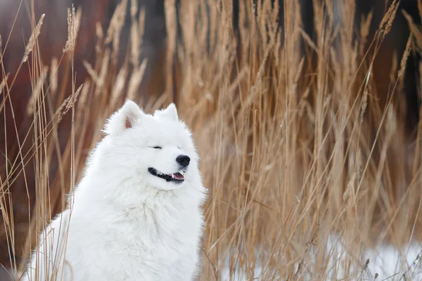 Hermoso perro Samoyedo blanco — Foto de Stock