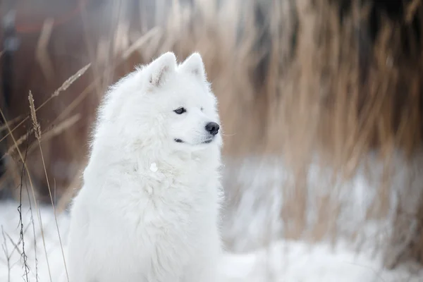 Beautiful white Samoyed dog — Stock Photo, Image