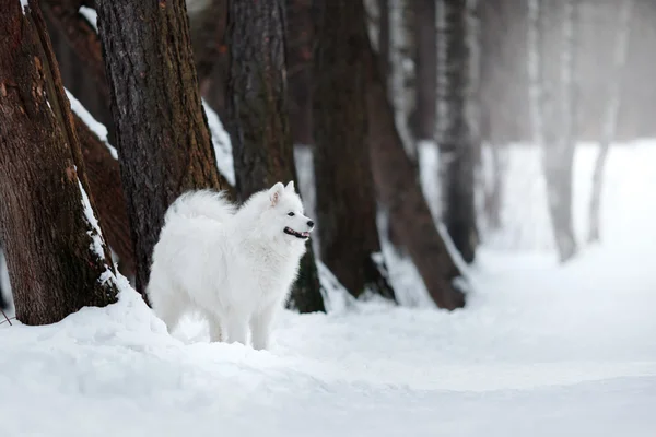 Gyönyörű fehér Szamojéd kutya — Stock Fotó