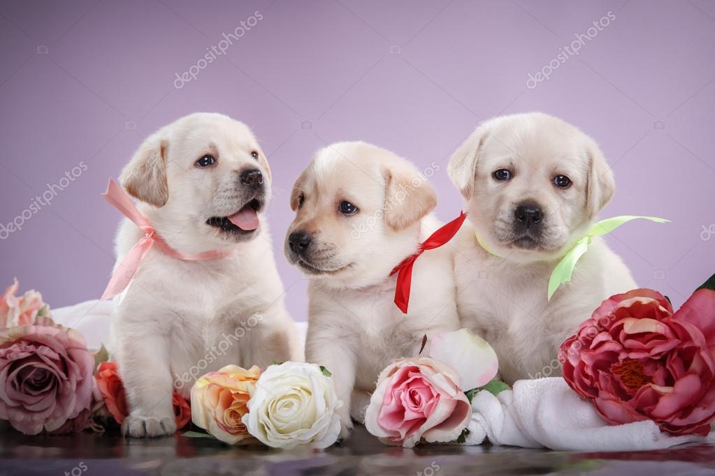 Cute Labrador Puppies Wallpaper With Rose Little Puppys Labrador
