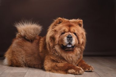 Köpek çiftleşmesi.