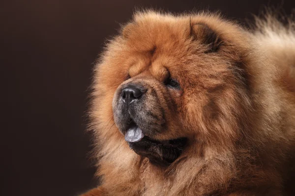 Race de chien chow chow — Photo