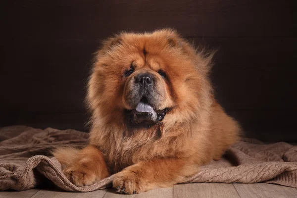 Hunderasse chow chow — Stockfoto