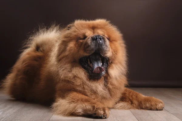 Raza de perro chow chow — Foto de Stock