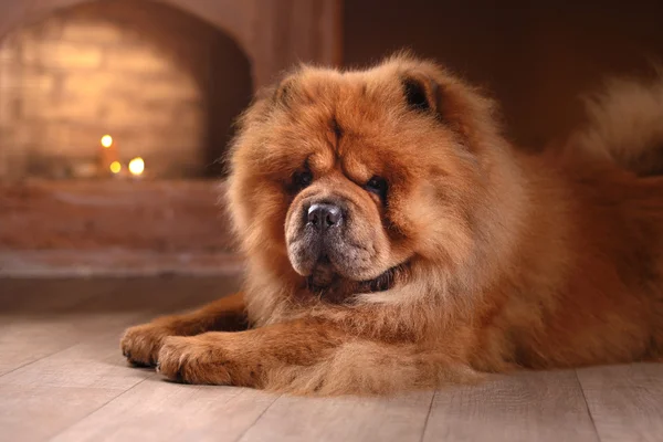 Hunderasse chow chow — Stockfoto