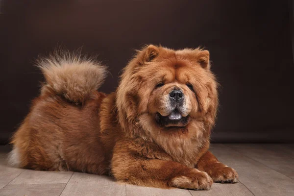 Dog breed chow chow — Stock Photo, Image