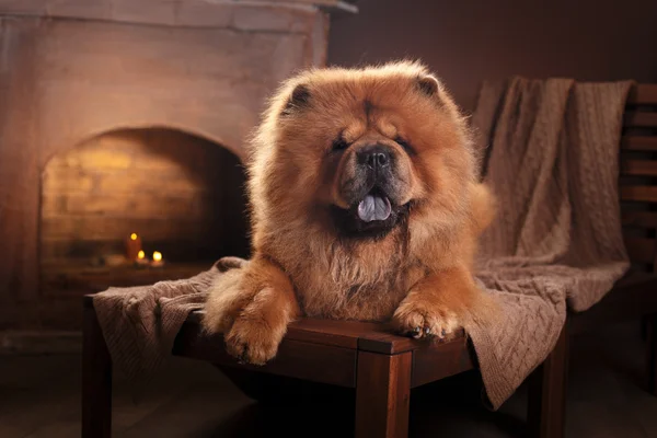 Raza de perro chow chow —  Fotos de Stock