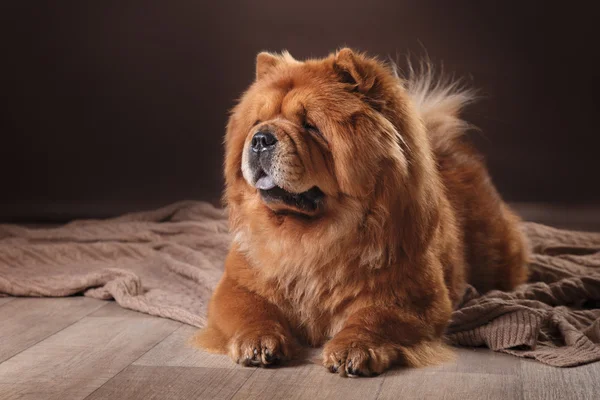 Dog breed chow chow — Stock Photo, Image