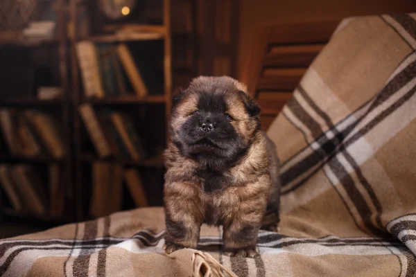 Cão raça comida filhote de cachorro — Fotografia de Stock