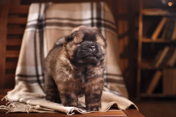 Köpek doğurmak chow chow yavrusu — Stok fotoğraf