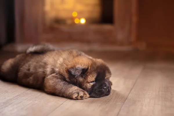 Psí plemeno chow chow puppy — Stock fotografie