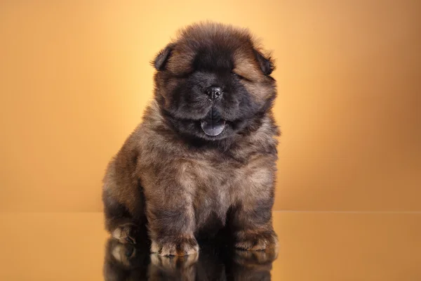 dog breed chow chow puppy
