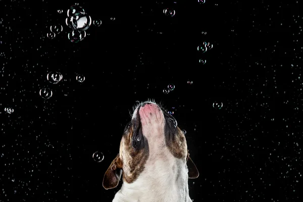 Amerikanische Bulldogge, Hundebewegung im Wasser, wässriges Schießen — Stockfoto