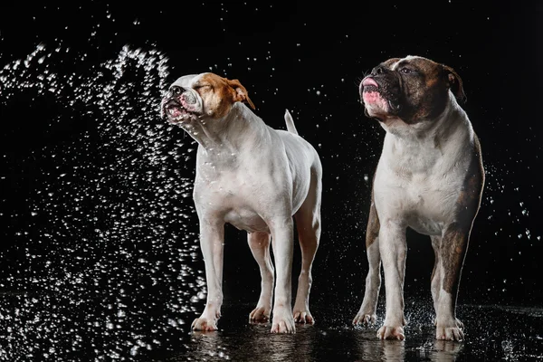 American Bulldog, perro Movimiento en el agua, tiro acuoso —  Fotos de Stock