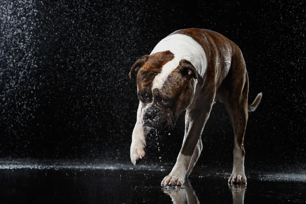 Amerikaanse Bulldog, hond beweging in het water, waterige schieten — Stockfoto