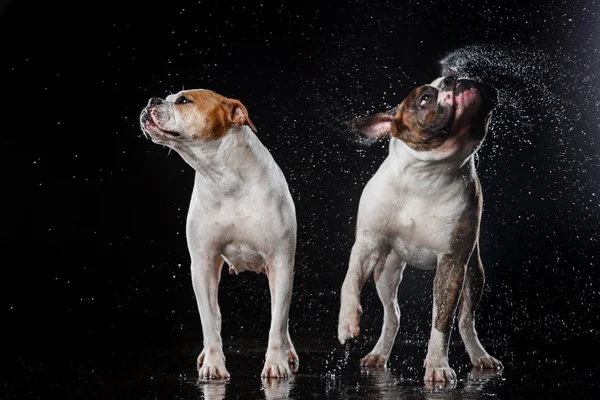 American Bulldog, perro Movimiento en el agua, tiro acuoso —  Fotos de Stock