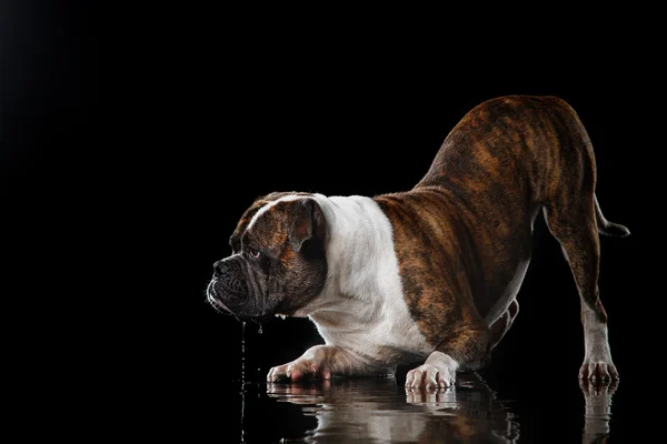 Amerikai Bulldog, kutya mozgás a víz, vizes lövés — Stock Fotó