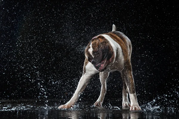 アメリカン ブルドッグ、犬水、水溶液でモーション撮影 — ストック写真