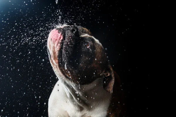 アメリカン ブルドッグ、犬水、水溶液でモーション撮影 — ストック写真