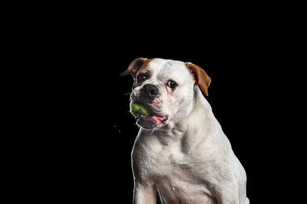 Buldog amerykański, pies ruchu w wodzie, wodny fotografowania — Zdjęcie stockowe