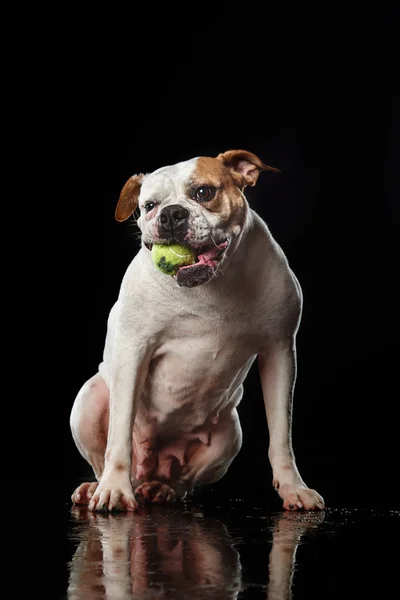 Bulldog americano, cão Movimento na água, tiro aquoso — Fotografia de Stock