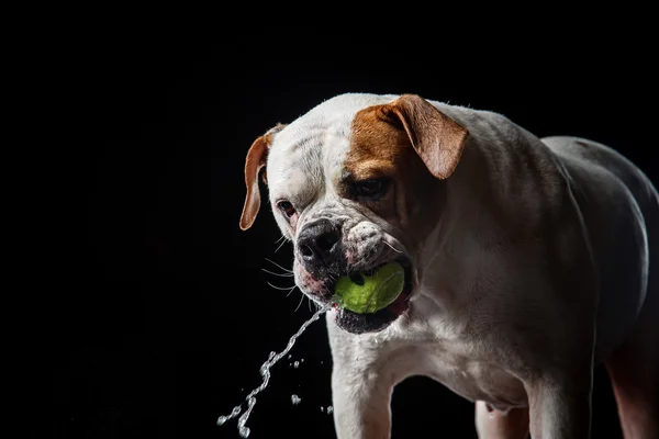 Amerikaanse Bulldog, hond beweging in het water, waterige schieten — Stockfoto