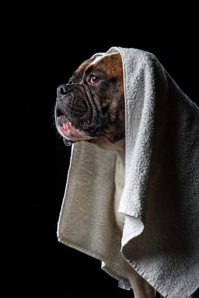 American Bulldog, perro Movimiento en el agua, tiro acuoso —  Fotos de Stock
