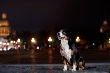 Entlebucher dağın köpek, Sennenhund bir gecede yürür.