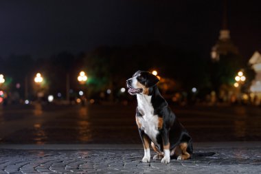 Entlebucher dağın köpek, Sennenhund bir gecede yürür.