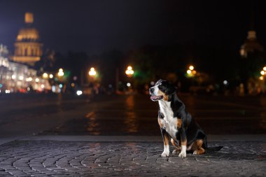 Entlebucher dağın köpek, Sennenhund bir gecede yürür.