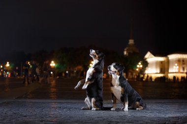 Entlebucher dağın köpek, Sennenhund bir gecede yürür.