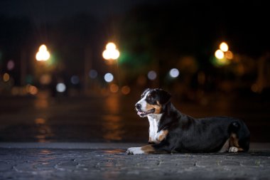 Entlebucher dağın köpek, Sennenhund bir gecede yürür.