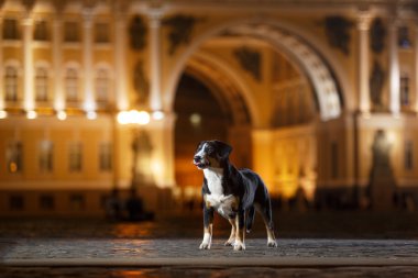 Entlebucher dağın köpek, Sennenhund bir gecede yürür.