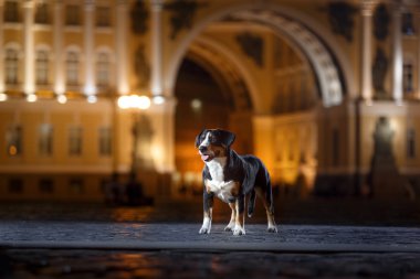 Entlebucher dağın köpek, Sennenhund bir gecede yürür.