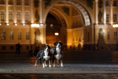 Entlebucher dağın köpek, Sennenhund bir gecede yürür.