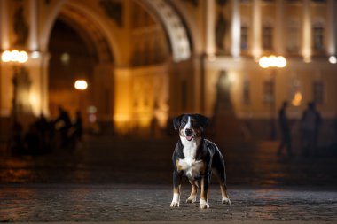 Entlebucher dağın köpek, Sennenhund bir gecede yürür.