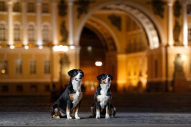 Entlebucher dağın köpek, Sennenhund bir gecede yürür.