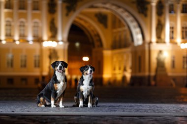 Entlebucher dağın köpek, Sennenhund bir gecede yürür.