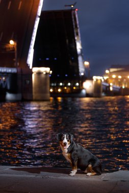 Entlebucher dağın köpek, Sennenhund bir gecede yürür.